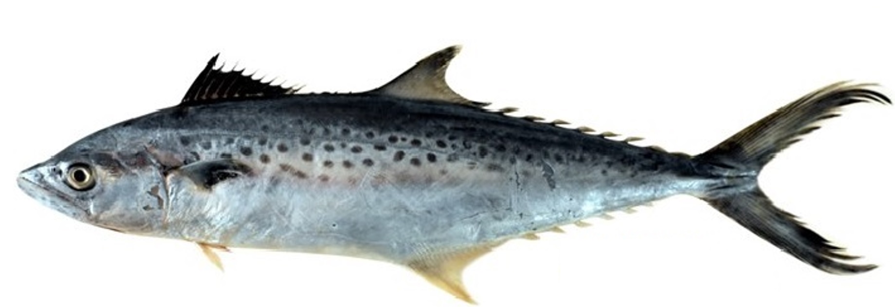 ഇന്ത്യൻ കടൽസമ്പത്തിലേക്ക് രണ്ട് നെയ്മീനുകൾ കൂടി; കണ്ടെത്തലുമായി സിഎംഎഫ്ആർഐ   